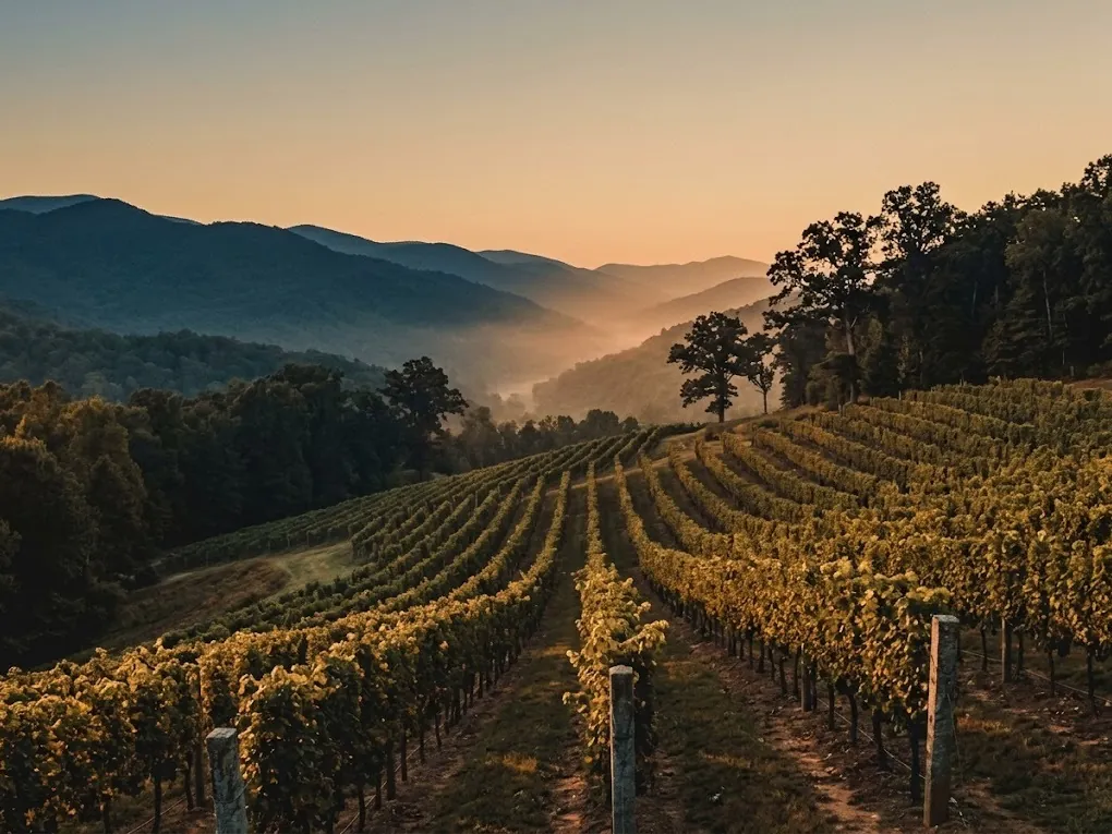 Rows of mountain vineyard vines in golden-hour light